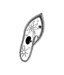 Paramecium caudatum. vector drawing