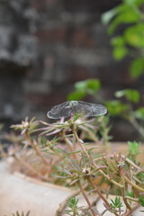 fly on the petals