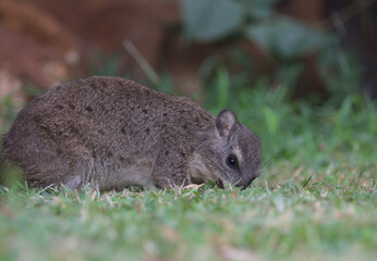 close-up portrait of adorable wild rock hyrax on grass eating insects in Meru, Kenya
