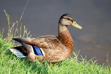 Mallard duck quacks standing on a green grass near the water. Portrait of male wild duck at lake coast
