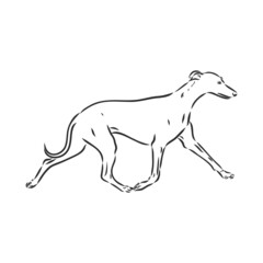 Greyhound dog - isolated vector illustration greyhound hound vector