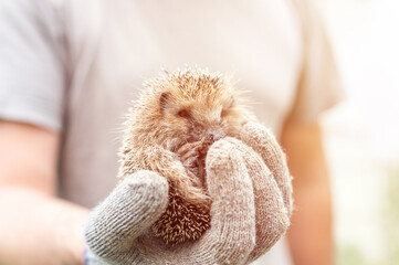 a man's gloved hand holds a cute little wild prickly hedgehog curled up in a ball. rescue and care of animals, environment protection. rustic and nature concept. flare