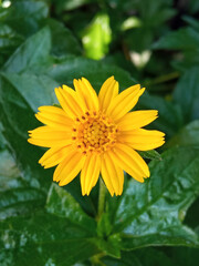 Single yellow flower blossom blooming blurred green leaf background for design or stockphoto, summer of flora, top viewl, chrysanthemum plants, outdoor