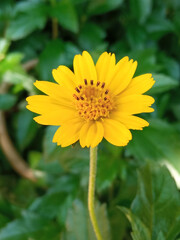 Single yellow flower blossom blooming blurred green leaf background for design or stockphoto, summer of flora, top viewl, chrysanthemum plants, outdoor