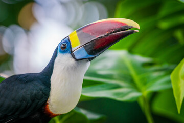 A close up shot of a beautiful Toucan Bird. 