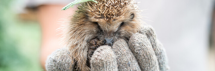 a man's gloved hand holds a cute little wild prickly hedgehog curled up in a ball and with leaf and...