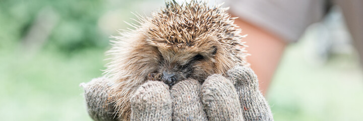 a man's gloved hand holds a cute little wild prickly hedgehog curled up in a ball and with green leaf on the head. rescue and care of animals, environment protection. rustic and nature concept. banner