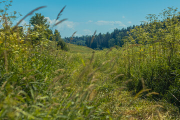 Grasses and flowers on the edges of a village near Moscow in summer in June