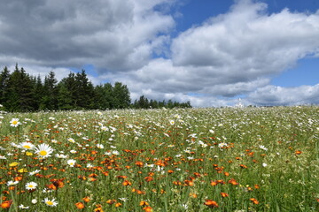 A field of flowers under a cloudy sky, Sainte-Apolline, Québec, Canada