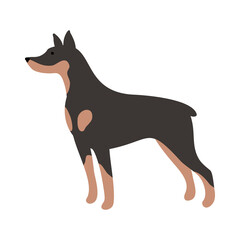 Isolated vector illustration of a Dobermann dog