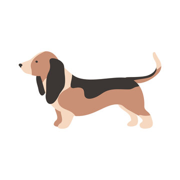 Isolated vector illustration of a Basset hound dog