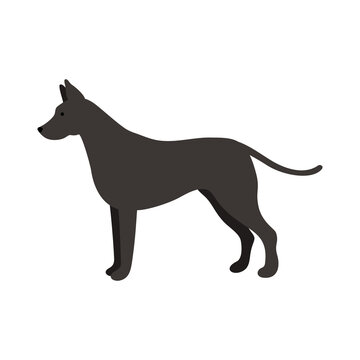 Isolated vector illustration of a Great Dane dog