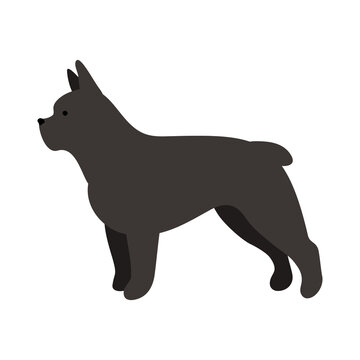 Isolated vector illustration of a French bulldog dog