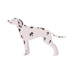Isolated vector illustration of a Dalmatian dog