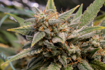 the green flowers of marijuana are ripe.Medicinal marijuana. Conoabis flowering stage