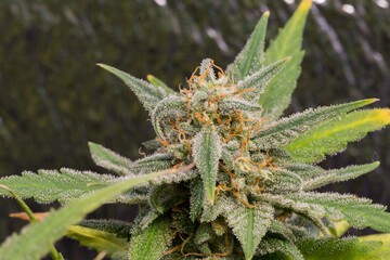 the green flowers of marijuana are ripe.Medicinal marijuana. Conoabis flowering stage