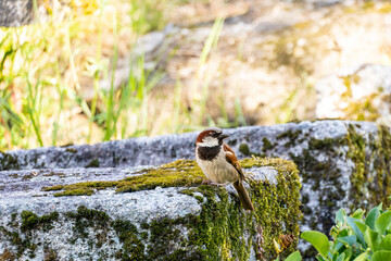 Fototapete bei efototapeten.de bestellen   