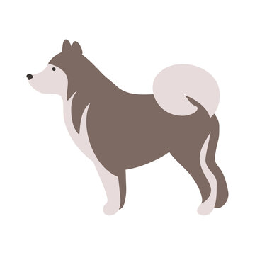 Isolated vector illustration of an Alaskian Malamute dog