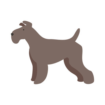 Isolated vector illustration of a Schnauzer dog