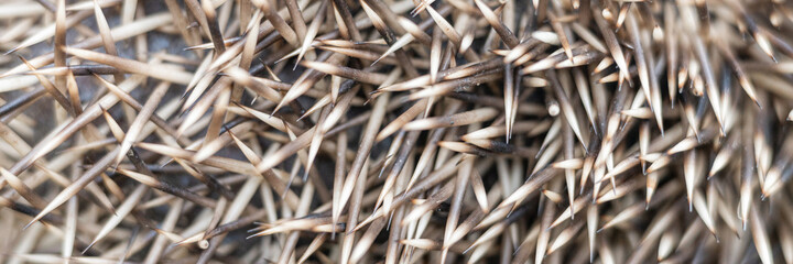 background of brown and white hedgehog spines close up. natural animal abstract backdrop of mantle with prickles of a hedgehog. banner