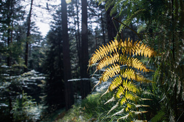 Ferns growing in a coniferous woodland