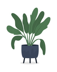 Dieffenbachia houseplant in pot semi flat color vector object. Full sized item on white. Plant with lush, long leaves isolated modern cartoon style illustration for graphic design and animation