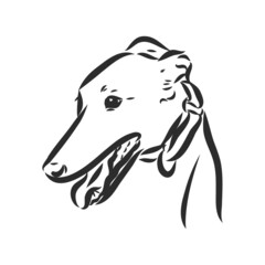 Greyhound dog - isolated vector illustration greyhound hound vector