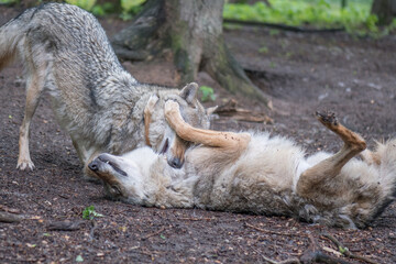 two wolfs playing