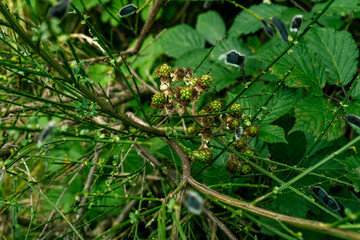 mûres au bord du chemin