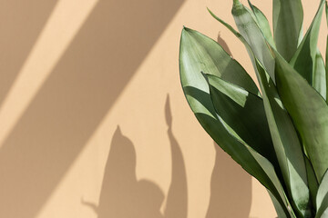 Beautiful leaves of the sansevieria plant on the background of a beige wall. Home plant Sansevieria...