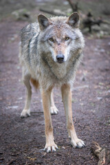 Wolf spotting photographer