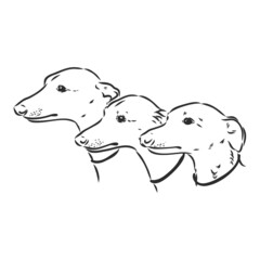 Greyhound dog - isolated vector illustration greyhound hound vector