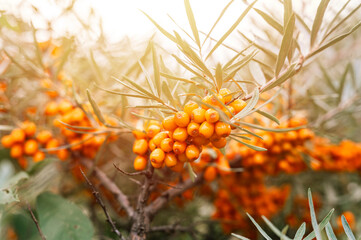 a branch of orange sea buckthorn berries close up. a lot of useful berries of sea-buckthorn on a bush with green leaves. the berry from which the oil is made. defocused or small depth of field. flare - obrazy, fototapety, plakaty