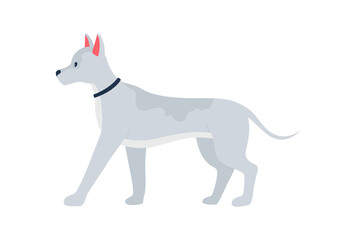 Obraz na płótnie Canvas Grey dog with prick ears semi flat color vector character. Full body animal on white. Adopting pet from shelter isolated modern cartoon style illustration for graphic design and animation