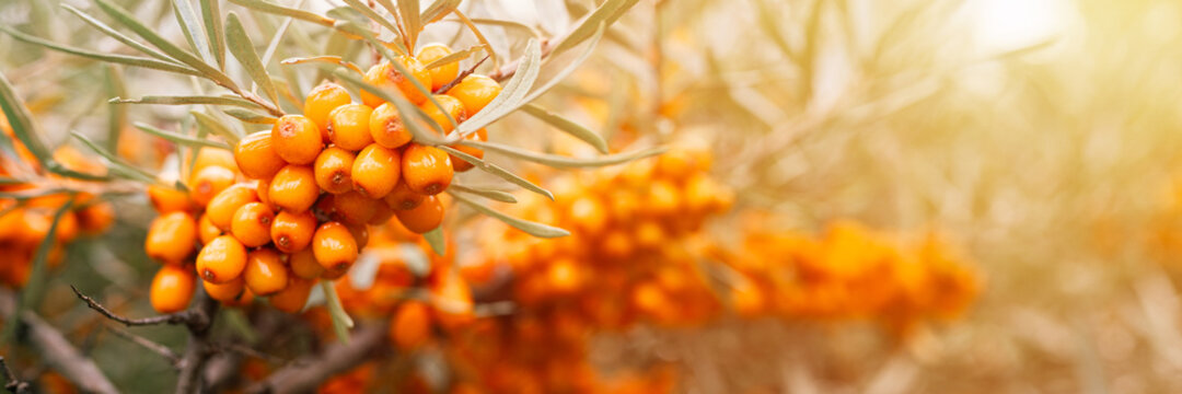 a branch of sea buckthorn berries close up. a lot of useful berries of sea-buckthorn on a bush with green leaves. the berry from which the oil is made. defocused or small depth of field. banner. flare