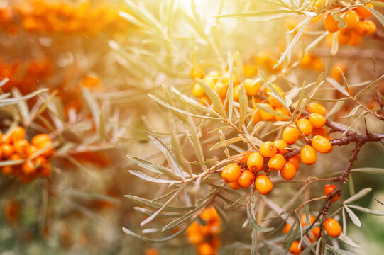 a branch of orange sea buckthorn berries close up. a lot of useful berries of sea-buckthorn on a bush with green leaves. the berry from which the oil is made. defocused or small depth of field. flare