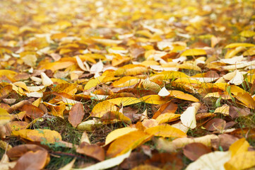 Fall. Yellow dry leaves on ground. Autumn background