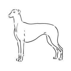 Greyhound dog - isolated vector illustration greyhound hound vector