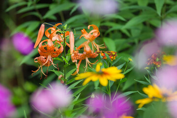 Flowers shot on Vintage Lens