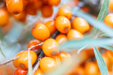 branch of orange sea buckthorn berries zoomed in close up. a lot of useful berries of sea-buckthorn...