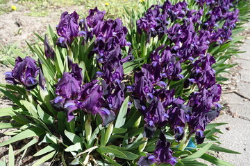 A lot of dark purple flowers of dwarf irises in April