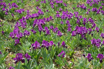 Abundance of purple flowers of dwarf irises in April