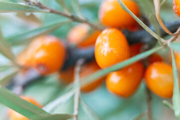 branch of orange sea buckthorn berries zoomed in close up. a lot of useful berries of sea-buckthorn...