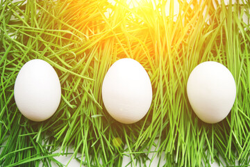 Three chicken eggs were hidden in green grass, sunlight.