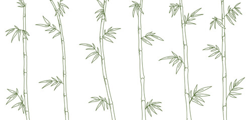 Fototapeta na wymiar Bamboo forest background. Bamboos or bambusa plant. Bambos green leaves and stalk. Vector color Illustration. Open paths. Editable stroke.
