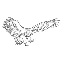Vulture illustration, drawing, engraving, ink, line art, vector