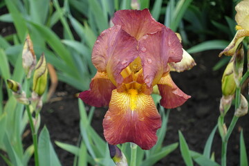 Droplets of water on red and yellow flower of Iris germanica in May