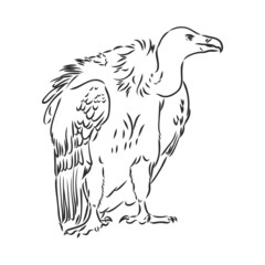 Vulture illustration, drawing, engraving, ink, line art, vector