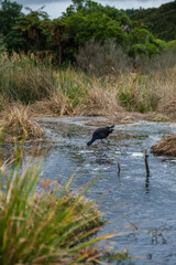 The volcanic region in Rotorua, New Zealand