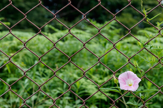日本の夏のヒルガオの花および鋼線ネットフェンス
